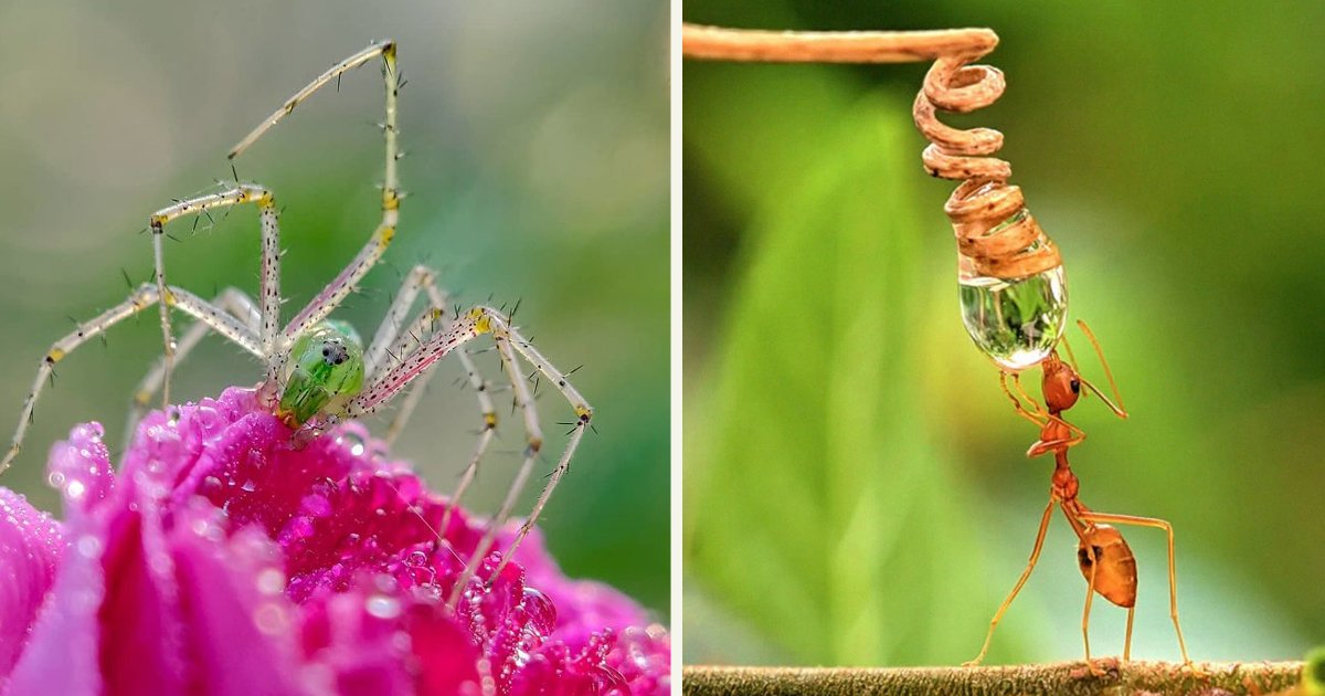 untitled 1 91.jpg?resize=412,275 - A Man Took Incredible Macro Pictures Of Insects By Using Only His Smartphone