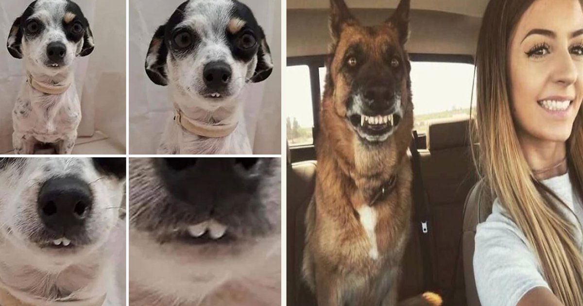 untitled 1 98.jpg?resize=412,232 - Des gens partagent des photos de leurs chiens montrant leurs dents d'une manière amusante