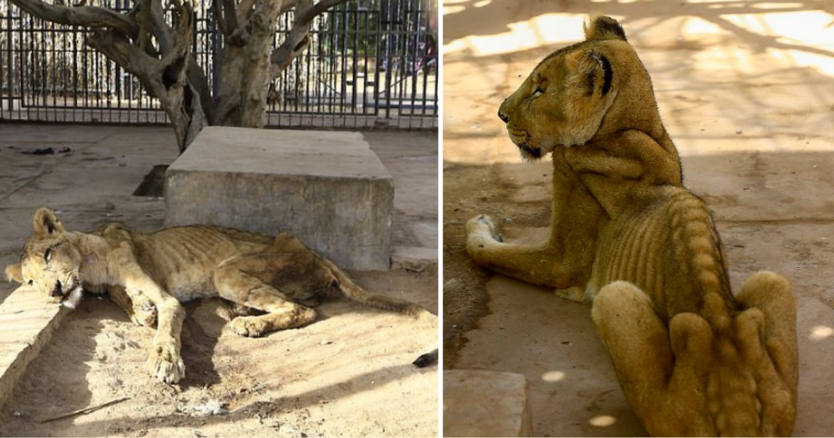 untitled design 1 19.png?resize=412,275 - Terrifying Images of 5 Malnourished Lions in a Zoo in Sudan Has Sparked A Campaign To Free Them