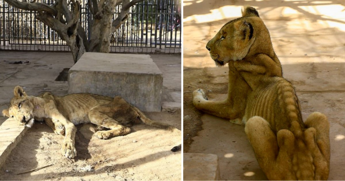 untitled design 1 19.png?resize=412,232 - Terrifying Images of 5 Malnourished Lions in a Zoo in Sudan Has Sparked A Campaign To Free Them