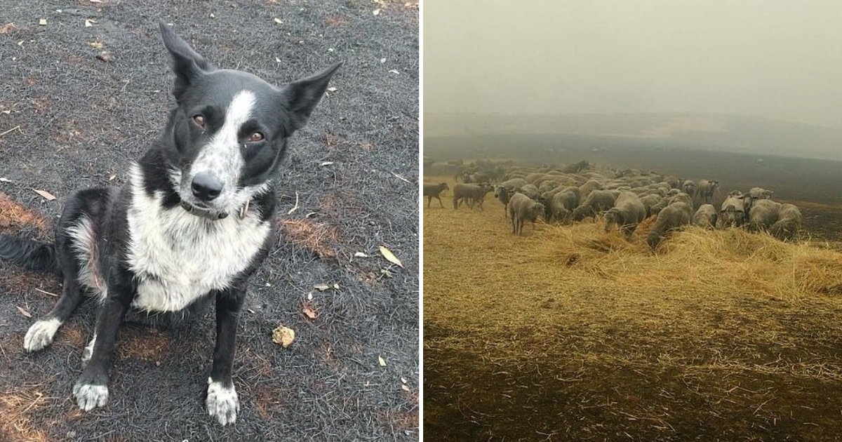 untitled design 1 7.png?resize=412,275 - Hero Dog Rescued Dozens Of Sheep By Guiding Them Away From Fire To Safety