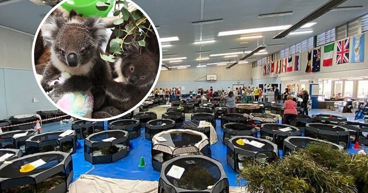 untitled design 10 1.png?resize=412,275 - School Converted Into A Makeshift Clinic To Provide Temporary Shelter To Over 100 Koalas