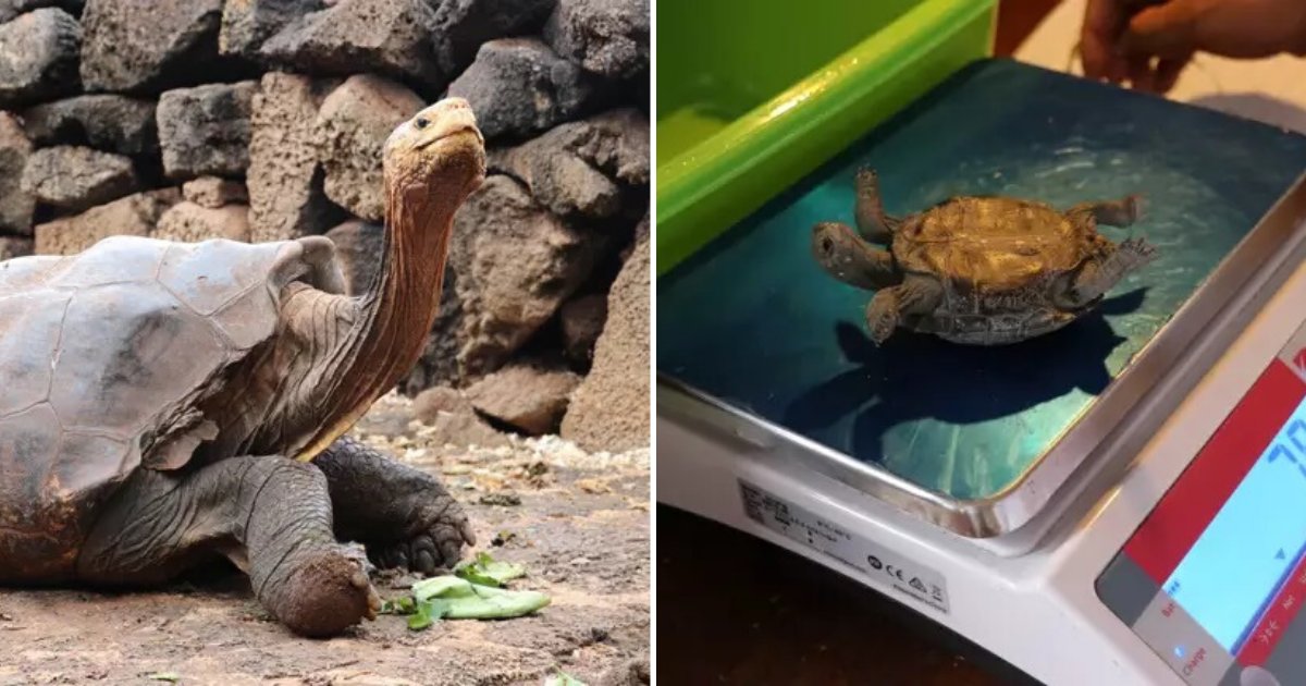 untitled design 14.png?resize=412,275 - Giant Tortoise Helped Save His Species By Fathering 800 Hatchlings