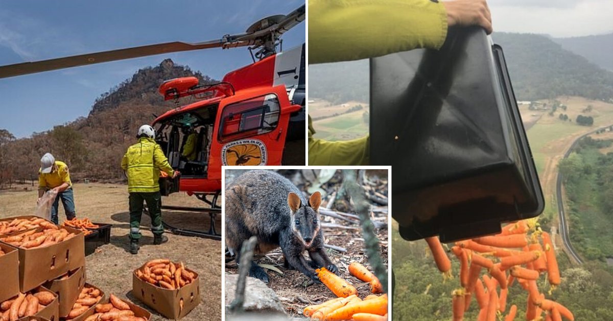 untitled design 19.png?resize=1200,630 - Australie: Les autorités larguent de la nourriture depuis des avions pour nourrir les animaux affamés qui ont survécu aux incendies