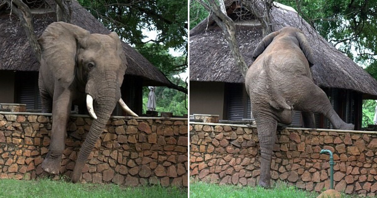 untitled design 20.png?resize=412,275 - Clever Elephant Climbed A Wall To Try To Steal Mangoes From A Nearby Lodge Tree