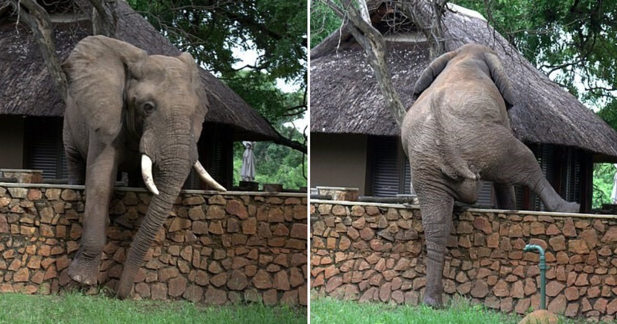 untitled design 20.png?resize=412,232 - Clever Elephant Climbed A Wall To Try To Steal Mangoes From A Nearby Lodge Tree