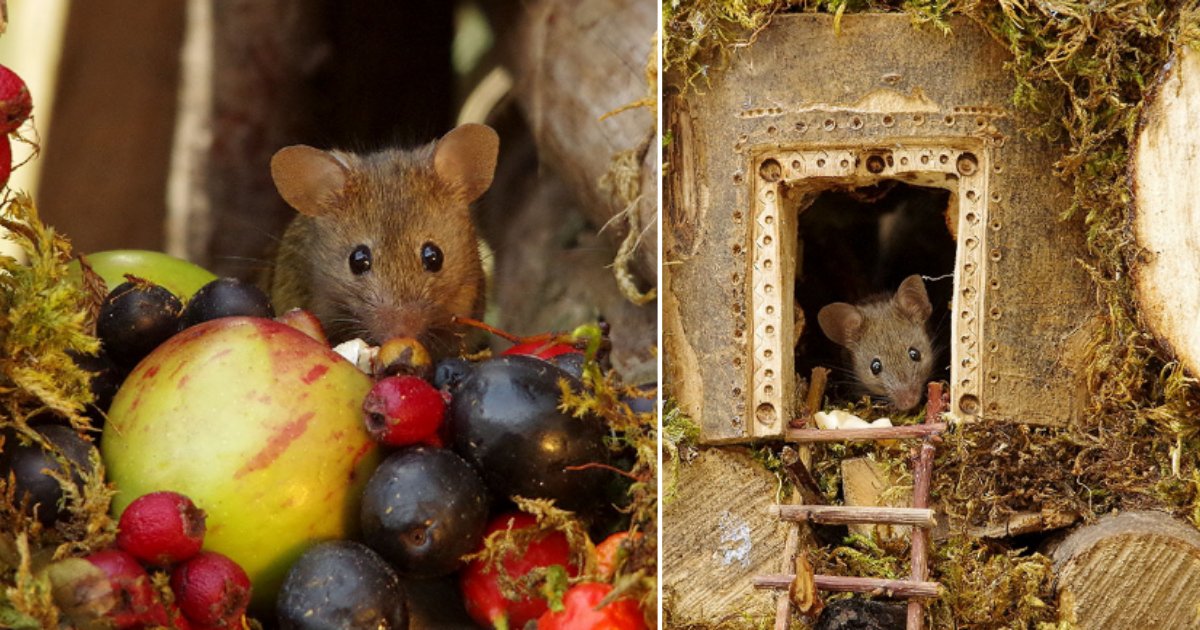 untitled design 21.png?resize=1200,630 - Wildlife Photographer Built A Miniature Village For Mice in His Garden
