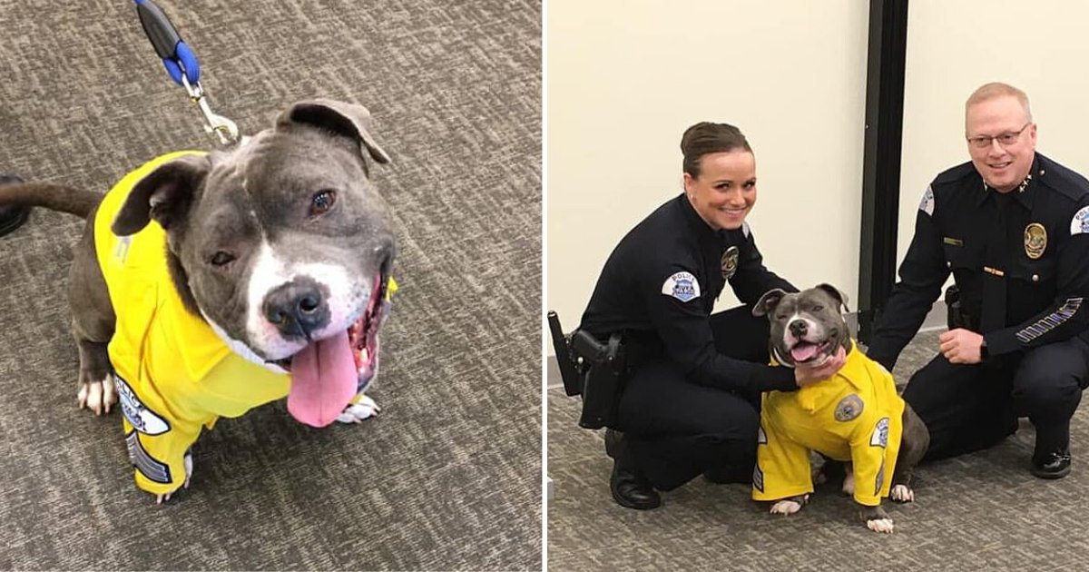 untitled design 22 1.png?resize=412,275 - Terminally-Ill Dog’s Wish Came True As He Became A K9 Officer For A Day