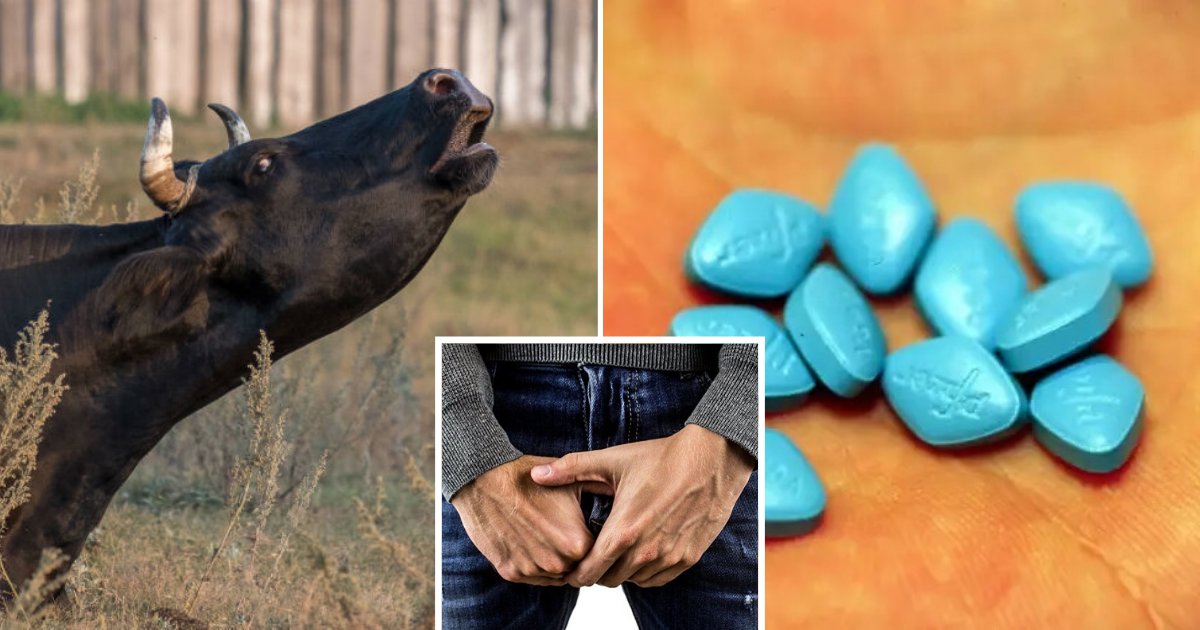 untitled design 28.png?resize=412,275 - Man Hospitalized After Taking Stimulants ‘Used For Breeding Bulls’