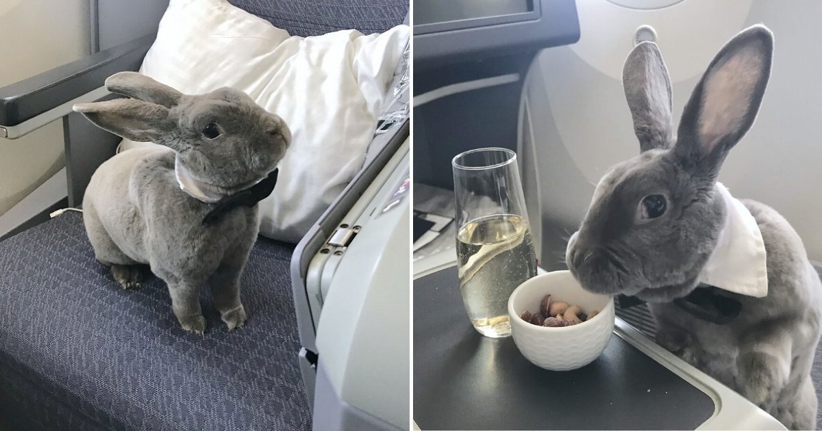 untitled design 3 5.png?resize=412,275 - High-Class Bunny Flew In Business Class And Stole The Attention Of Flight Attendants