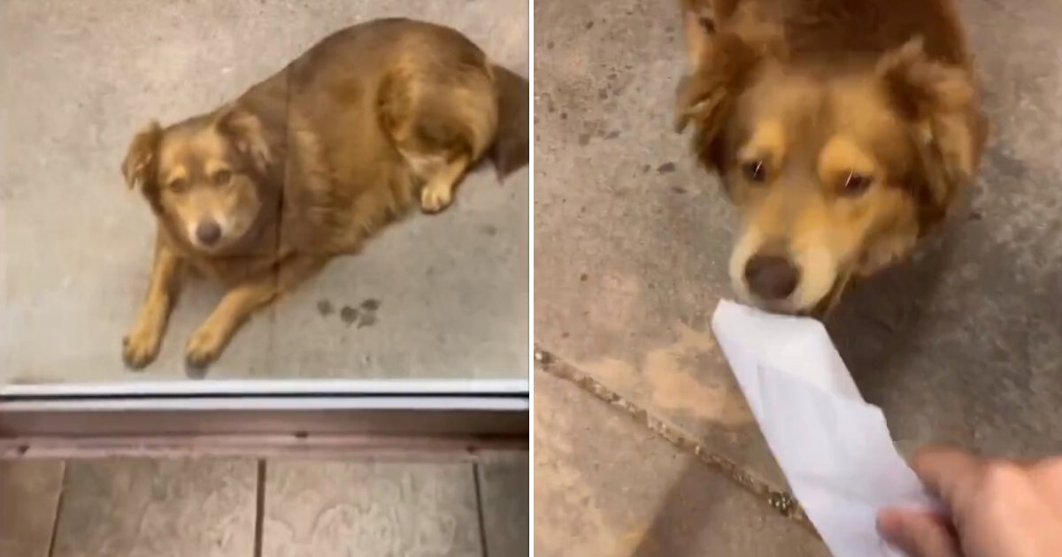 untitled design 32.png?resize=412,275 - Hungry Dog Visits The Same Restaurant Every Day To Ask For Free Food