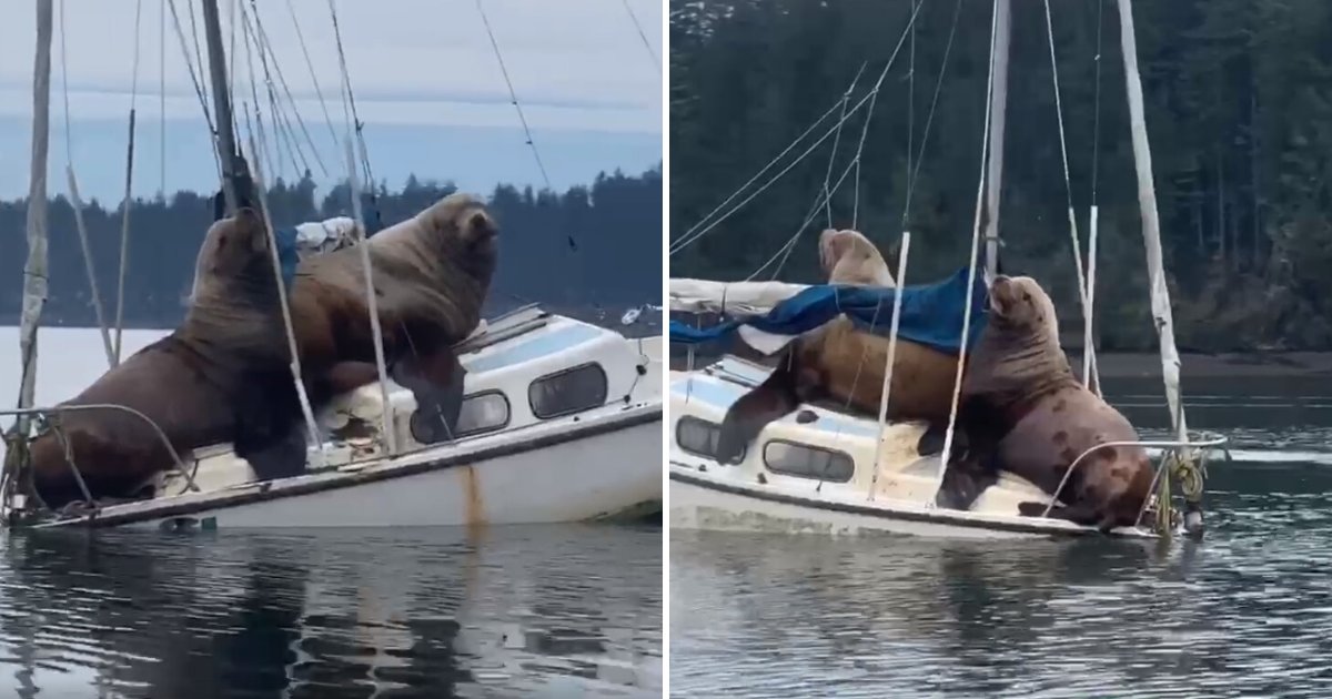 untitled design 39 1.png?resize=412,232 - Giant Sea Lions Caught On Camera Chilling On A Small Boat