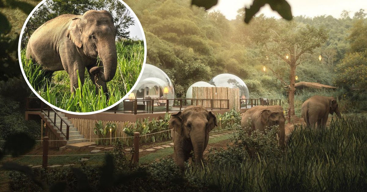 untitled design 39 2.png?resize=412,232 - Jungle Resort Where You Can Sleep In Transparent Domes Surrounded By Elephants And Nature