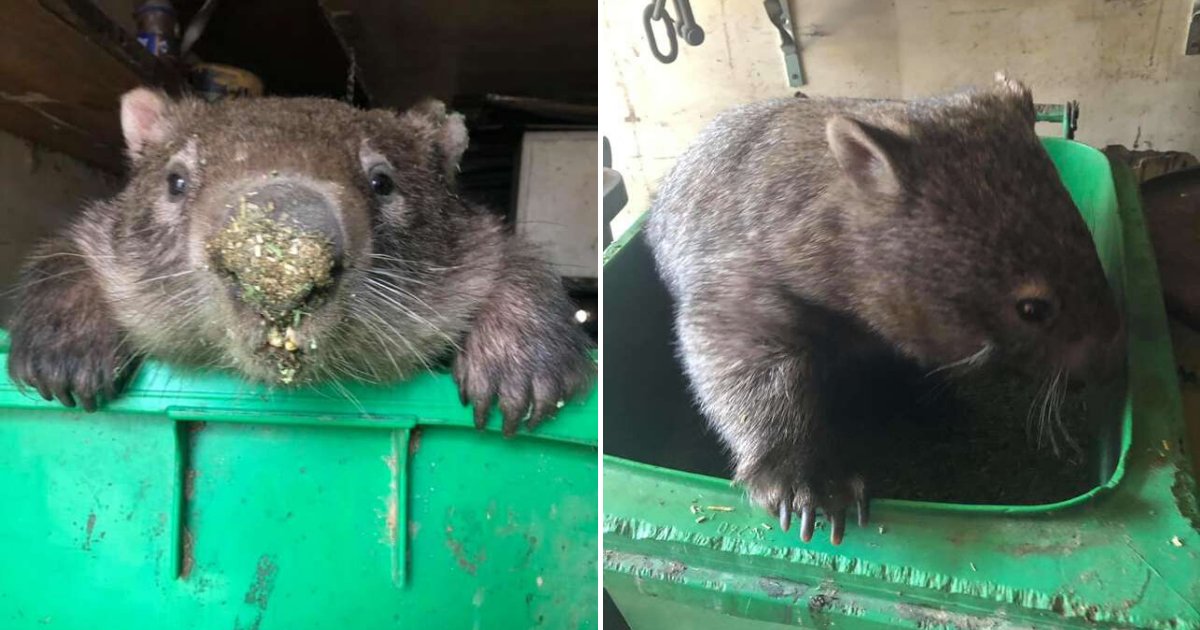 untitled design 4 3.png?resize=412,232 - Chubby Wombat Stuck In Food Bin After Stealing Treats From Rescuers