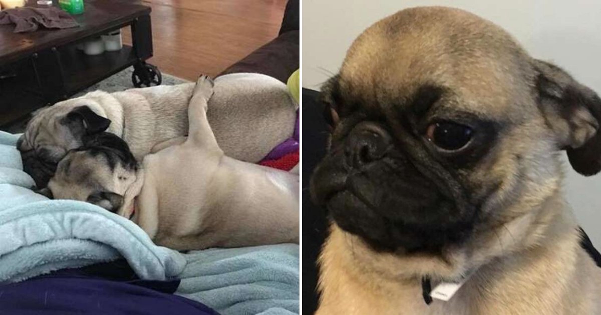 untitled design 40 1.png?resize=412,275 - Clever Pug Found A Way To Lock His Dog Sister In His Cage