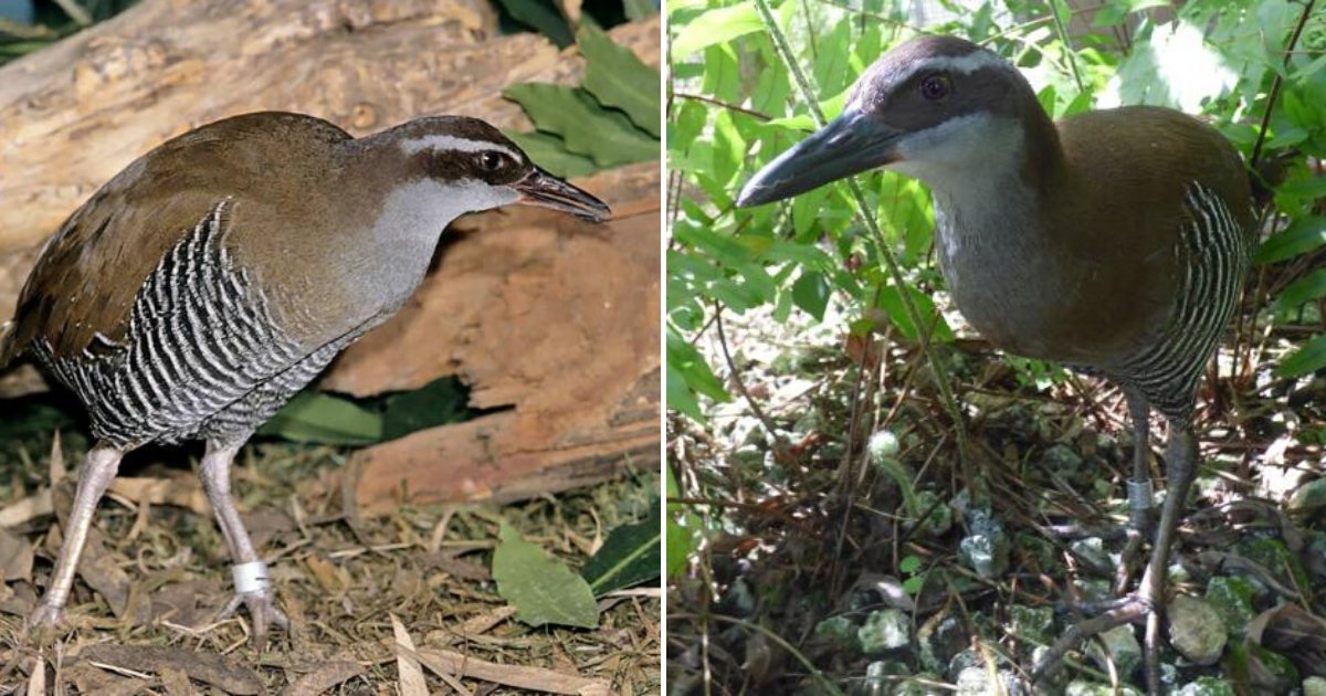 untitled design 40.png?resize=412,275 - Rare Bird That Was Declared Extinct 40 Years Ago Is Thriving Again
