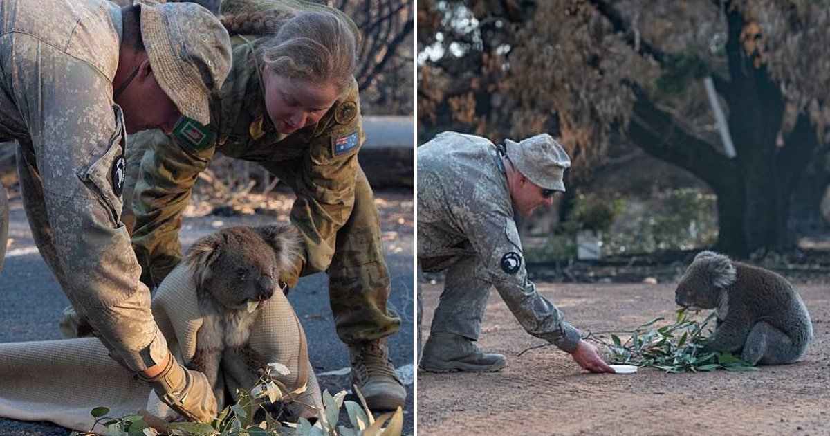 untitled design 43 1.png?resize=1200,630 - Heartbreaking Moment Soldiers Comforted Upset Koala And Wrapped It In A Blanket
