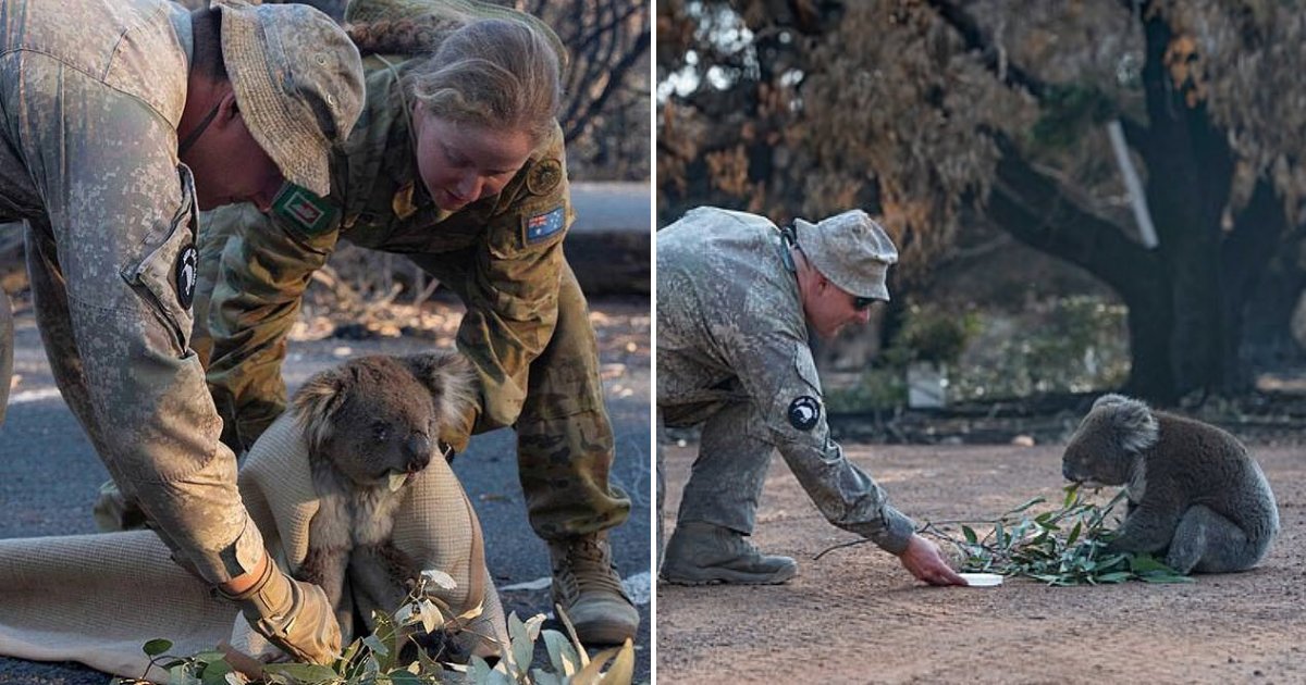 untitled design 43 1.png?resize=412,275 - Heartbreaking Moment Soldiers Comforted Upset Koala And Wrapped It In A Blanket