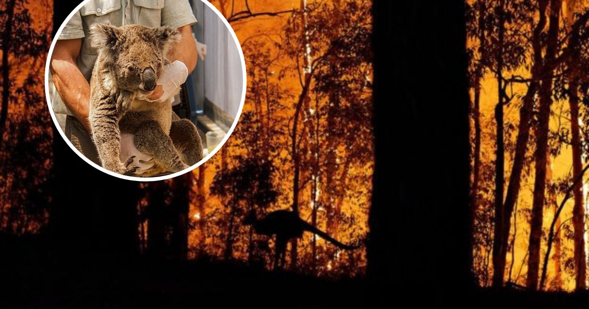 untitled design 44.png?resize=412,232 - Nearly Half A Billion Animals Including Thousands Of Koalas Died In Recent Bushfires According To Experts