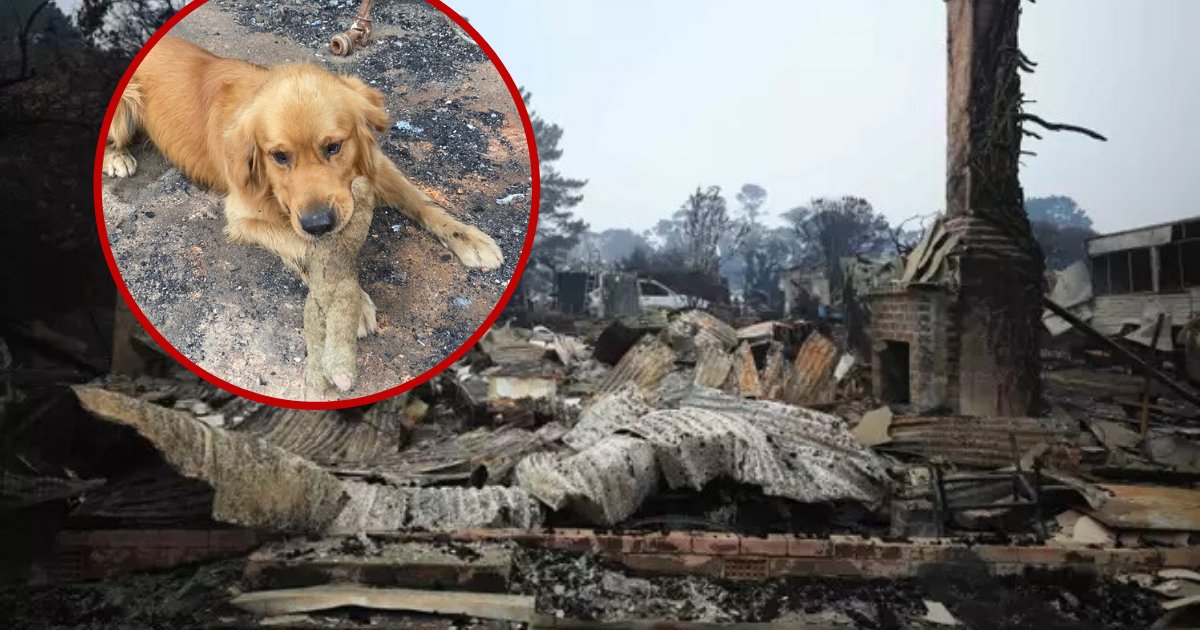 untitled design 46 1.png?resize=412,275 - Dog Found His Favorite Toy In Rubble After Family Home Burned Down In Flames