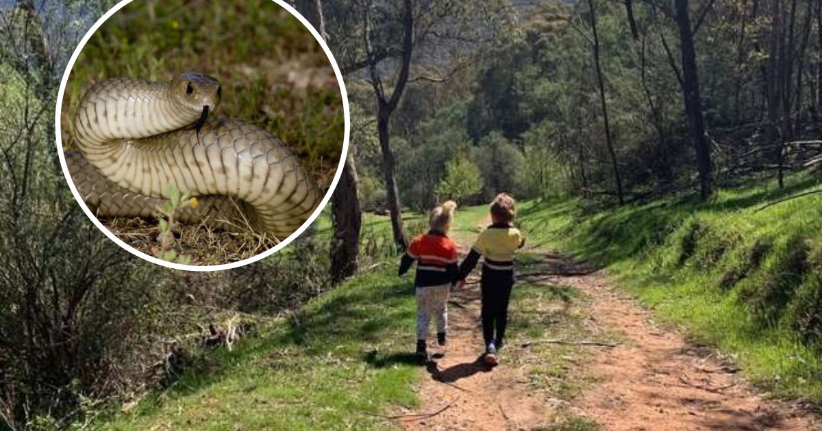 untitled design 5 2.png?resize=1200,630 - Woman Spotted A Deadly Snake Just Inches Away From Her Kids After Checking Photos