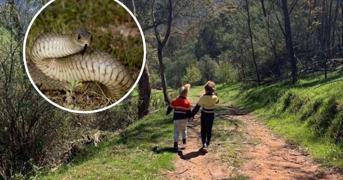 untitled design 5 2.png?resize=412,275 - Woman Spotted A Deadly Snake Just Inches Away From Her Kids After Checking Photos