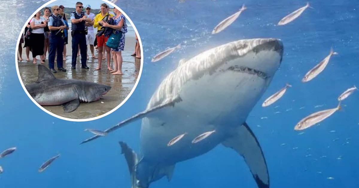 untitled design 50.png?resize=1200,630 - Requin échoué luttant pour sa vie : Des personnes prenaient des selfies plutôt que de l'aider