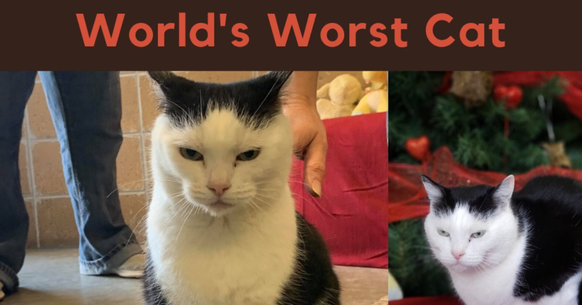 untitled design 54 2.png?resize=412,232 - ‘The World's Worst Cat’ Put Up For Adoption Along With Hilarious Description