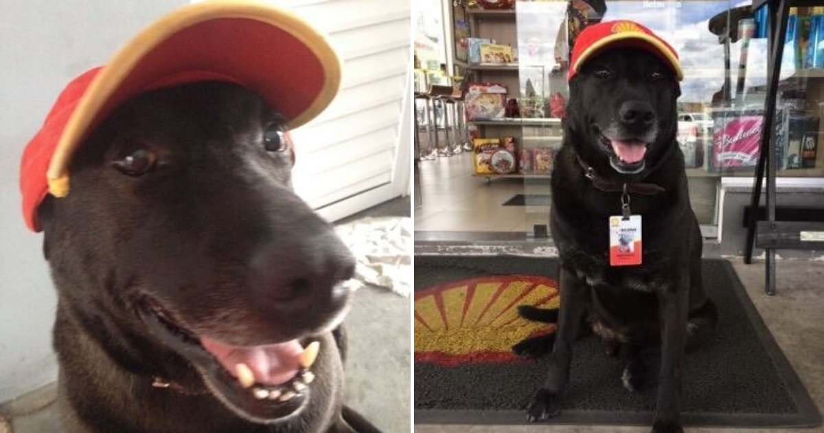 untitled design 55.png?resize=412,232 - Abandoned Dog Adopted By Gas Station And Hired As Their Greeter