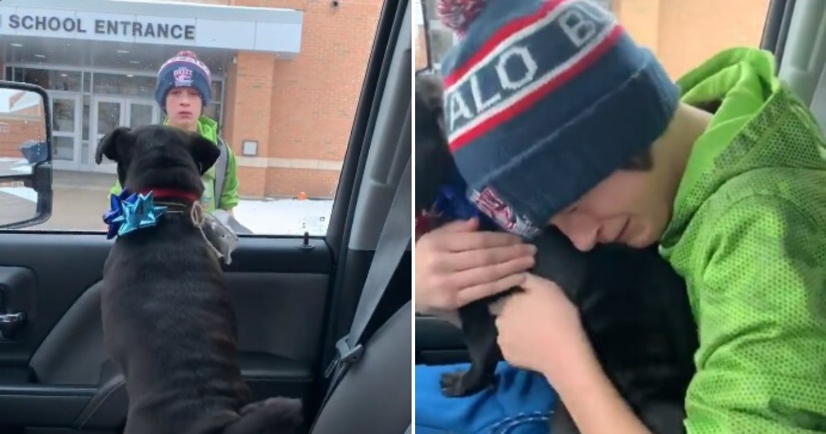 untitled design 57.png?resize=412,275 - Boy Broke Into Tears As He Was Reunited With His Missing Dog