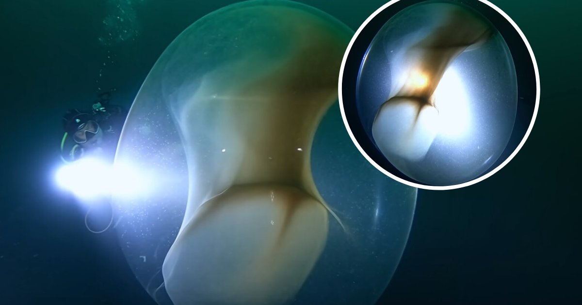 untitled design 6 2.png?resize=412,275 - Divers Discovered A Giant Floating 'Egg' While Searching For A Sunken Ship