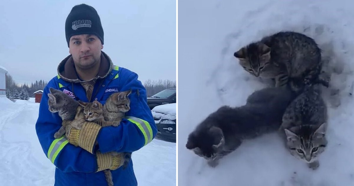 untitled design 68 2.png?resize=1200,630 - Sweet Moment Oil Worker Used Hot Coffee To Free Kittens' Frozen Tails