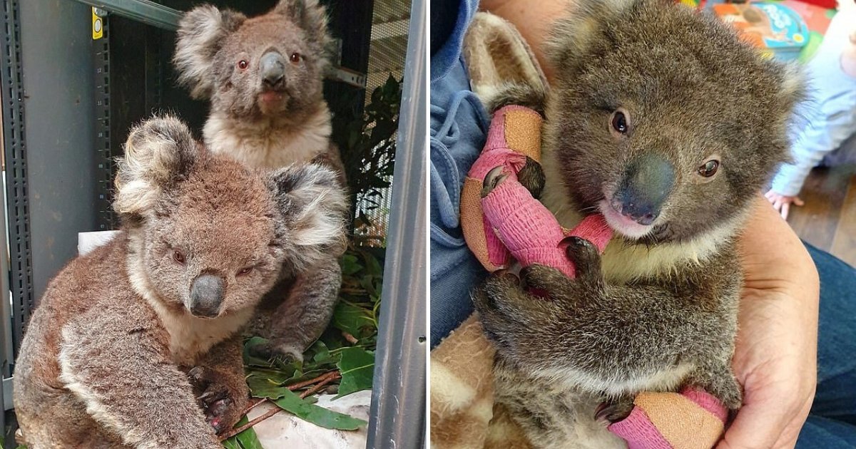 untitled design 68.png?resize=412,275 - Over 20,000 Koalas Died As Bushfires Burned Half Of The Popular Kangaroo Island