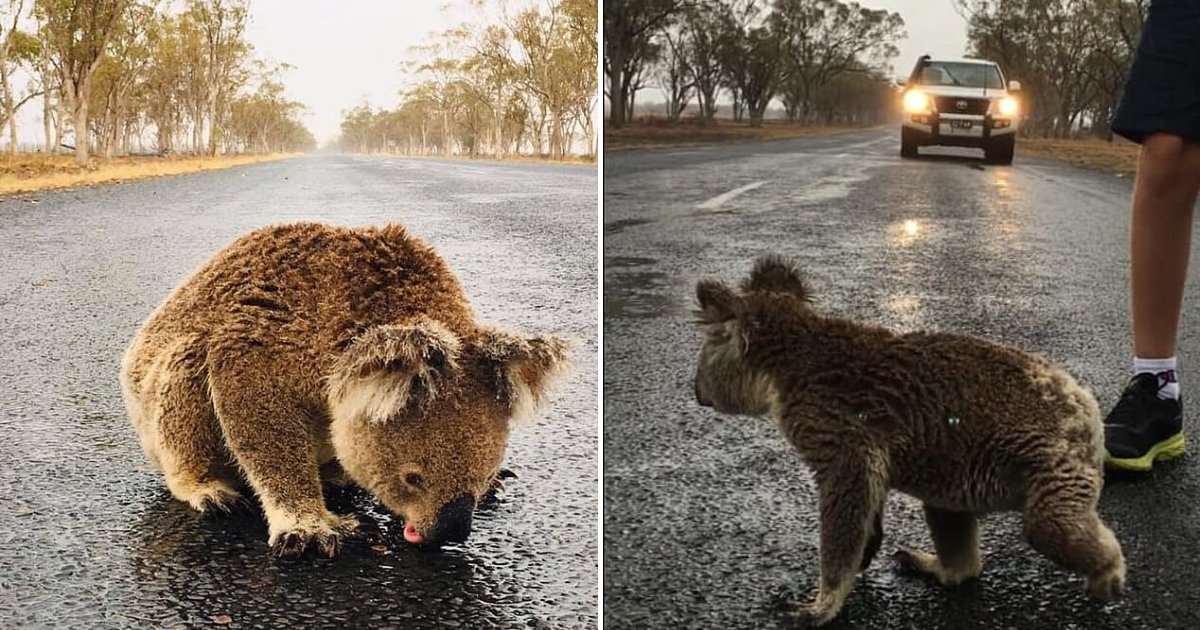 untitled design 71 1.png?resize=412,275 - Heartbreaking Moment Thirsty Koala Was Sipping Rainwater Off The Road