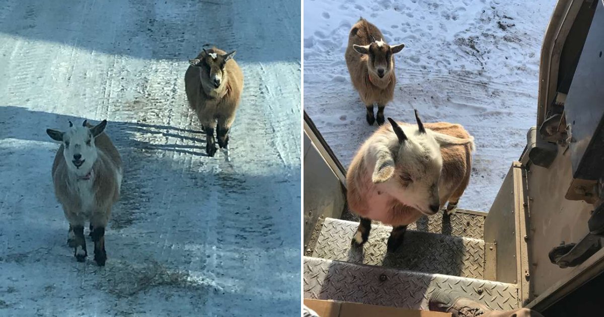 untitled design 73 1.png?resize=412,275 - Curious Goats Befriended UPS Driver And Entered His Truck