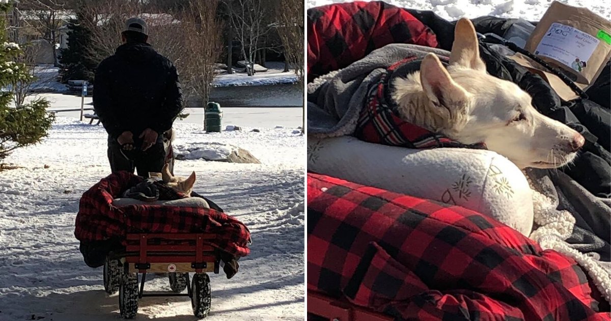 untitled design 74 1.png?resize=412,275 - Man Built A Special Cart For His Disabled Dog So That He Could Take Her On Walks