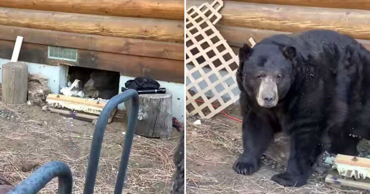 untitled design 75 1.png?resize=412,275 - Family Surprised After Discovering A Giant Bear Living Under Their House
