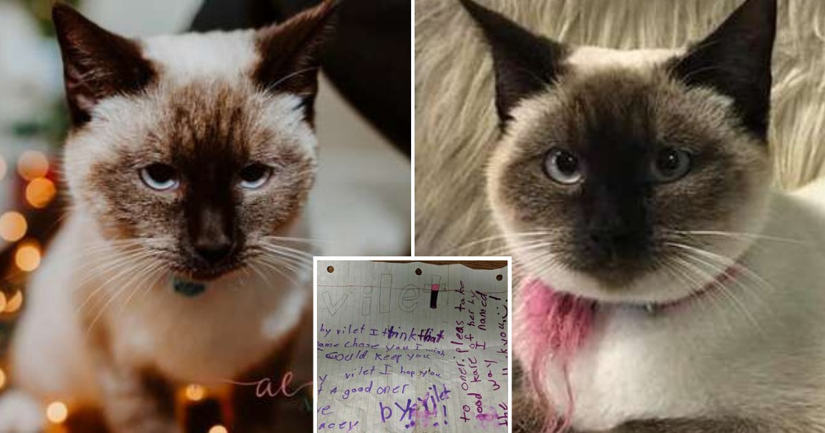 untitled design 79 1.png?resize=1200,630 - Un chat bien entretenu a été trouvé dans la rue avec une note écrite par un enfant attaché à son cou