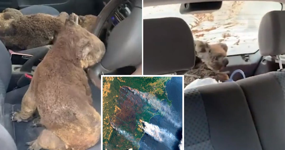 untitled design 79.png?resize=412,275 - Teens On Rescue Mission Saved Several Koalas By Sheltering Them Inside Their Car