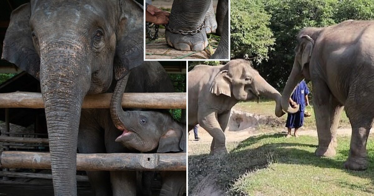untitled design 8 1.png?resize=412,275 - Animal 'Sanctuary' Unchained Elephants After Public Outrage Over Their Treatment