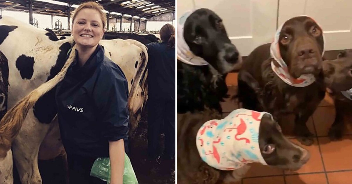 untitled design 8 2.png?resize=412,275 - Veterinarian Reported To The Police After Sharing A Photo Of Her Dogs Wearing Snoods