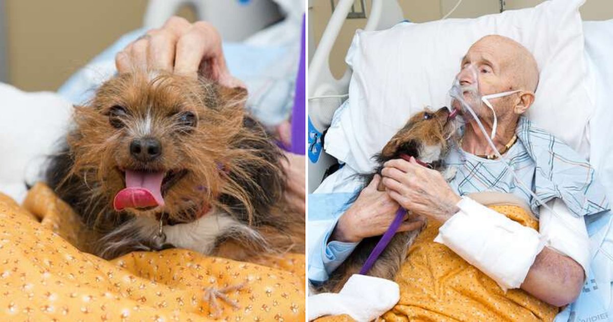 untitled design 81 2.png?resize=1200,630 - Un chien émotionnel est autorisé à voir son propriétaire malade à l'hôpital pendant ses soins palliatifs