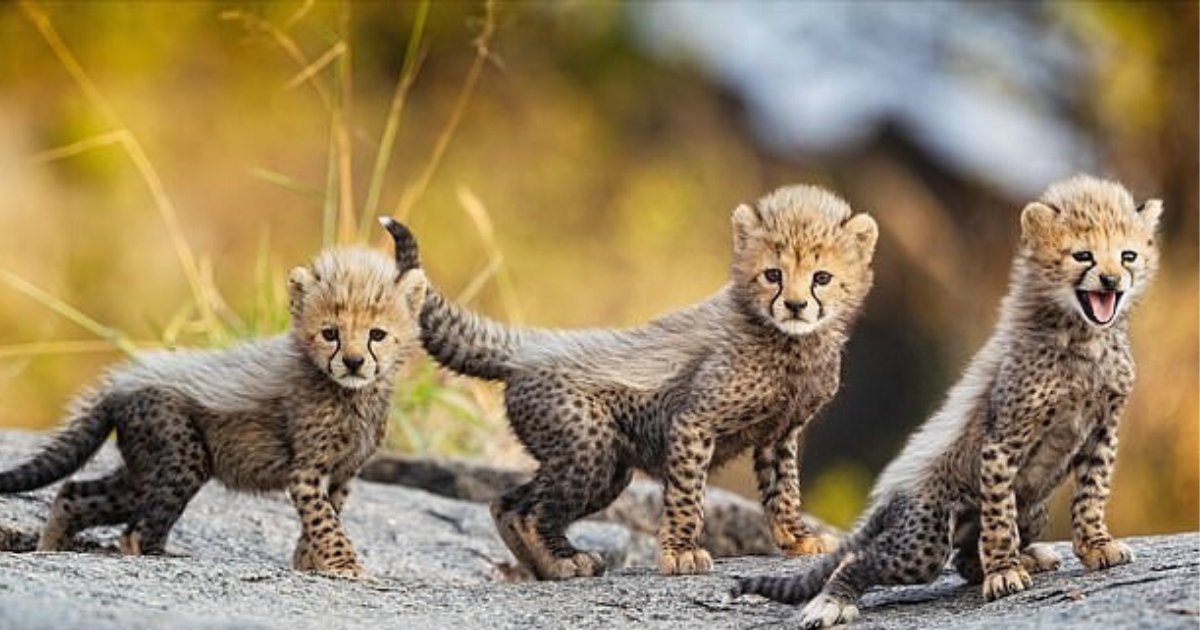 untitled design 84 2.png?resize=412,232 - Adorable One-Week-Old Cheetahs Spotted 'Dominating' The National Park