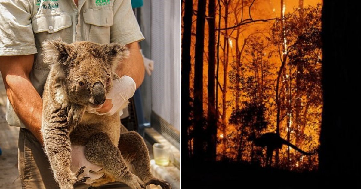 untitled design 84.png?resize=412,275 - New Estimations Suggest Over One Billion Animals Died In Australia's Bushfires