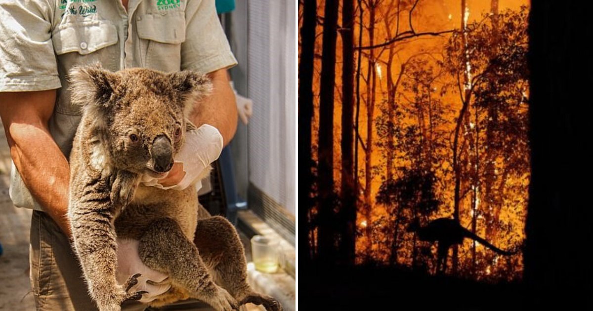 untitled design 84.png?resize=412,232 - New Estimations Suggest Over One Billion Animals Died In Australia's Bushfires