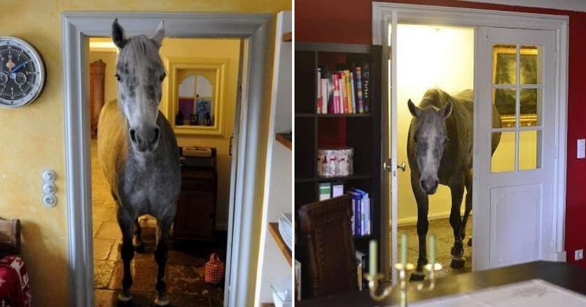 untitled design 86 1.png?resize=1200,630 - Homeowner Stunned After An Unknown Horse Casually Walked Inside His Home