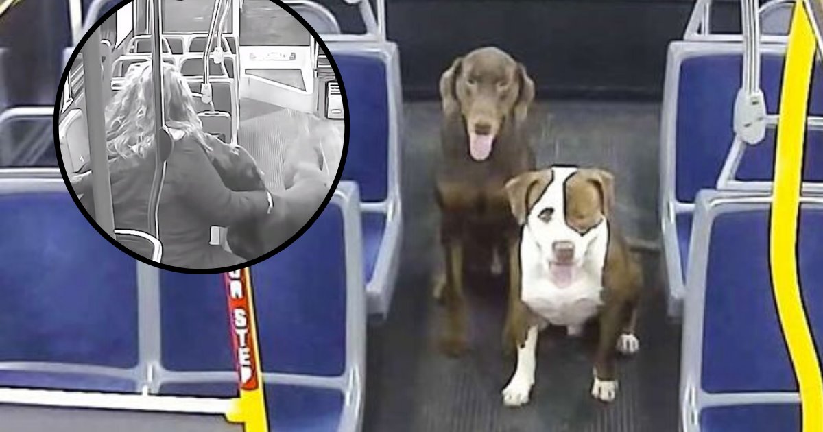 untitled design 87 1.png?resize=412,275 - Bus Driver Welcomed Lost Dogs On Her Bus And Helped Reunite Them With Their Family