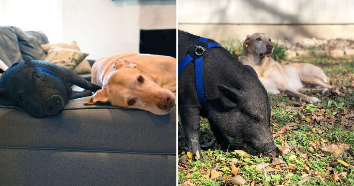 untitled design 89 1.png?resize=412,275 - Unusual Best Friends: Dog And Pig Meet For Playdates Every Week
