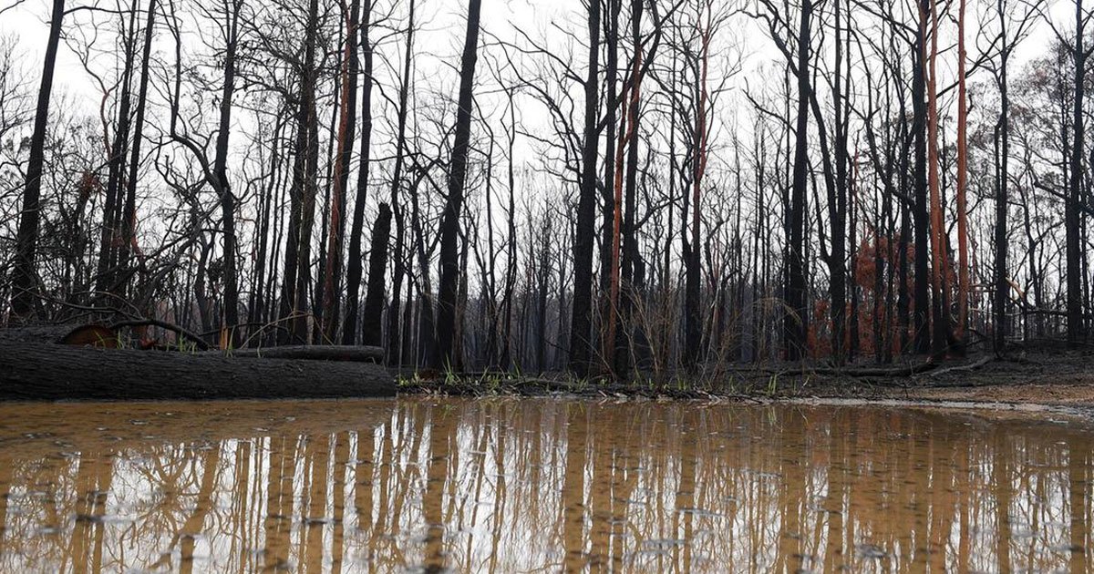 ustralia heavy rains.jpg?resize=412,275 - Australia's Fire-Stricken East Welcomes Heavy Rains