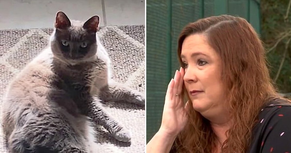 vet5.png?resize=1200,630 - Pet Owner Left Devastated After Vet Accidentally Euthanized Her Cat